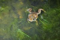 Bufo