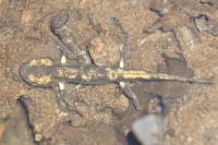 Salamandra salamandra