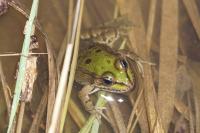 Pelophylax
