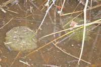 Rana dalmatina