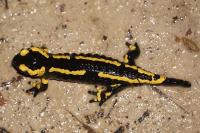 Salamandra salamandra