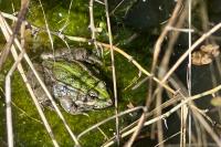 Pelophylax