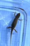 Lissotriton helveticus
