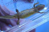 Lissotriton helveticus