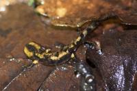 Salamandra salamandra