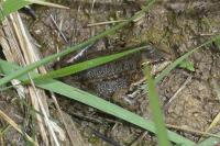 Pelophylax