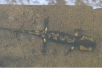 Salamandra salamandra