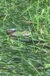 Pelophylax kl. esculentus