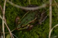 Pelophylax