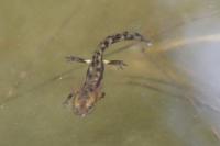 Salamandra salamandra