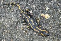 Salamandra salamandra