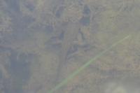 Lissotriton helveticus