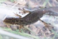 Lissotriton vulgaris