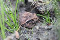 Bufo sp(spinosus/bufo)