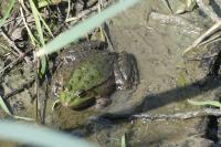 Pelophylax