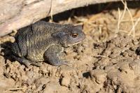 Bufo sp(spinosus/bufo)
