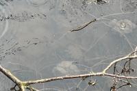 Rana dalmatina
