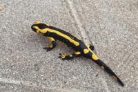 Salamandra salamandra