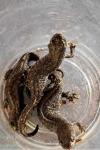 Triturus cristatus
