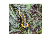 Salamandra salamandra