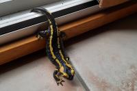 Salamandra salamandra