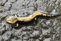 Salamandra salamandra