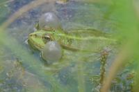 Pelophylax