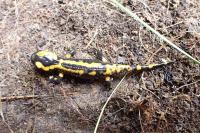 Salamandra salamandra