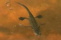 Lissotriton helveticus