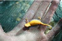Ichthyosaura alpestris