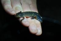 Ichthyosaura alpestris