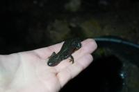 Triturus cristatus