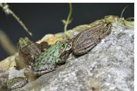 Pelophylax ridibundus