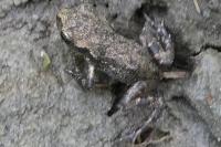 Bufo