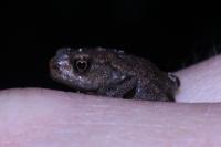 Bufo sp(spinosus/bufo)