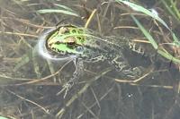 Pelophylax kl. esculentus