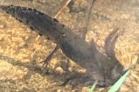 Triturus cristatus