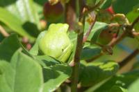 Hyla arborea