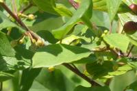 Hyla arborea