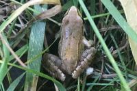 Rana dalmatina