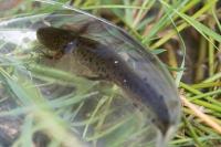 Triturus cristatus