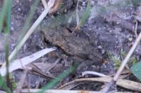 Bufo sp(spinosus/bufo)