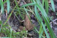 Rana dalmatina