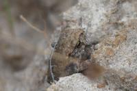 Bufo