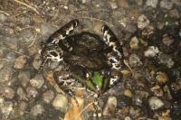 Pelophylax