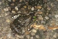 Pelophylax