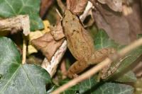 Rana dalmatina