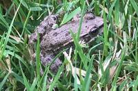 Pelophylax
