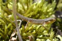 Lissotriton helveticus
