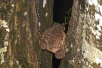Bufo spinosus